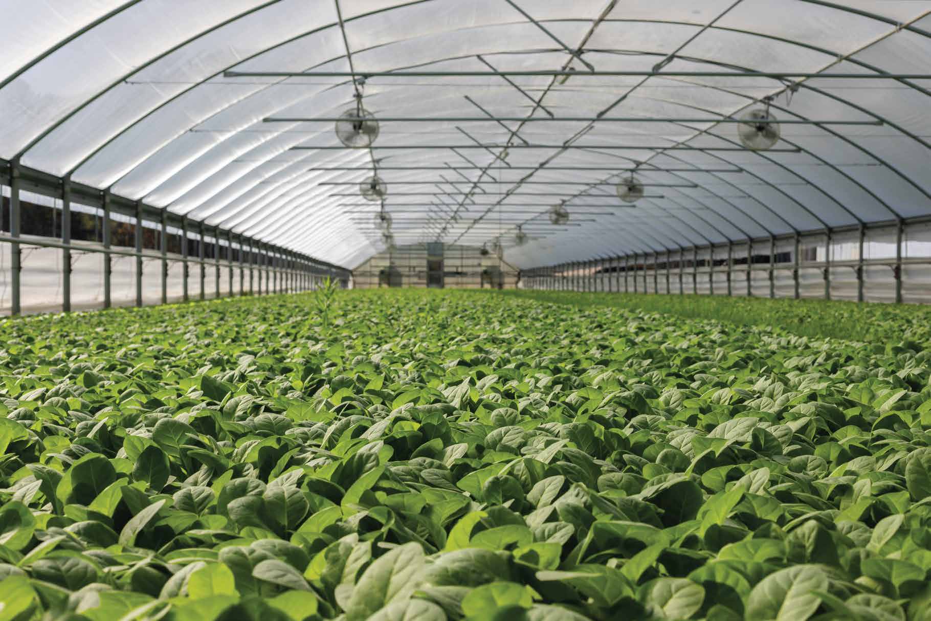 7 Tree Polyhouse Greenhouse