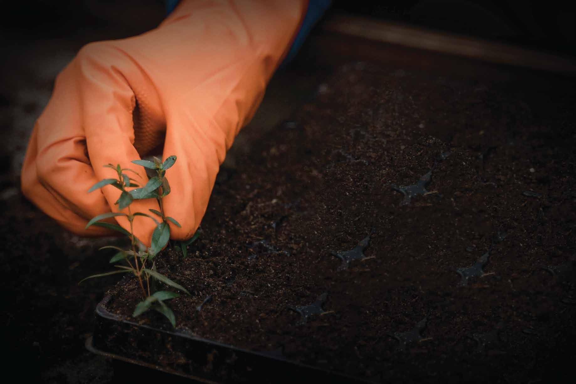 Organic Sapling Nurturing