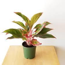 Aglaonema (Chinese Evergreen)