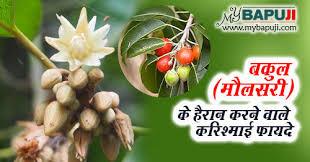Sacred Vastu Blessing Set