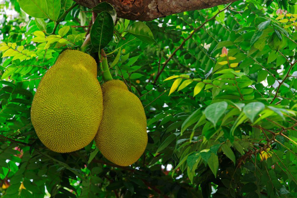 Breadfruit (Bakri Phal)