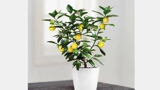 Grafted Kagzi Lemon Plant