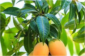 Grafted Mango Varieties (Alphonso / Kesar)
