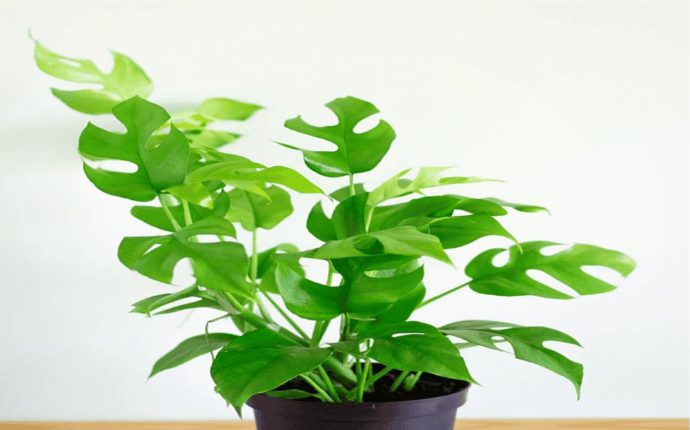 Mini Monstera (Ginny Philo)