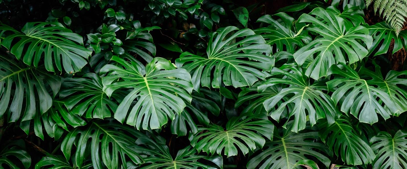 Monstera Deliciosa (Swiss Cheese)