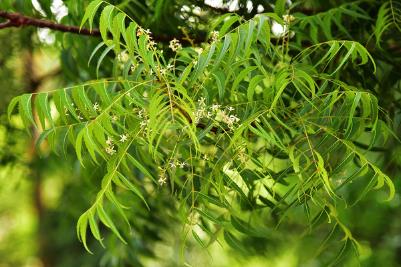 Sacred Medicinal Neem