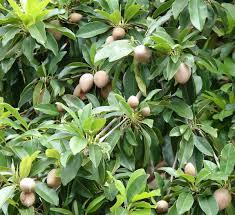 Grafted Sapota (Chikoo) Plant