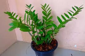 ZZ Plant (Zanzibar Gem)