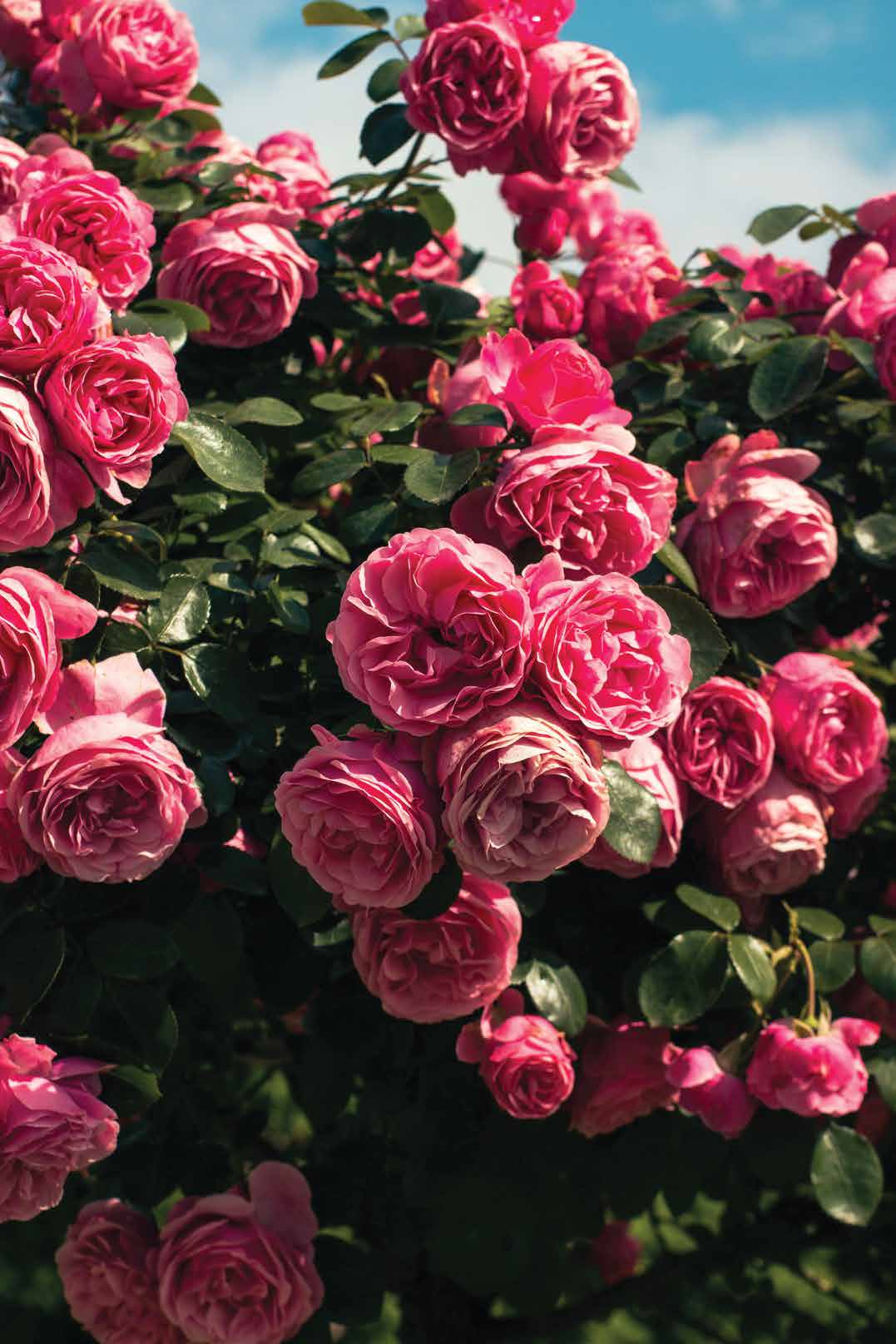 Rose Flowers & Rare Organic Flora for Every Occasion