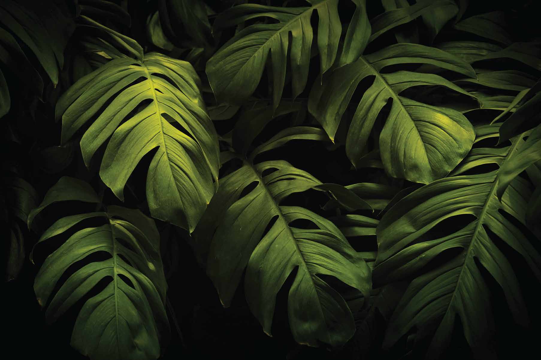 Vastu-Compliant Greenery for Prosperity, Peace & Fresh Living